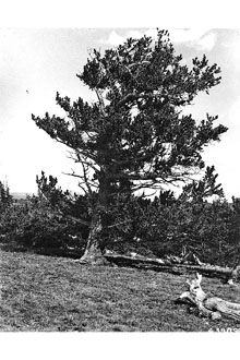 <i>Pinus flexilis</i> James var. callahanii Silba