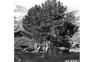 <i>Pinus flexilis</i> James var. callahanii Silba