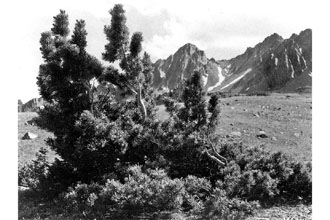 <i>Pinus flexilis</i> James ssp. callahanii (Silba) Silba