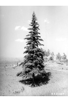 <i>Picea canadensis</i> (Mill.) Britton, Sterns & Poggenb.
