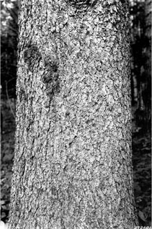 <i>Picea canadensis</i> (Mill.) Britton, Sterns & Poggenb.