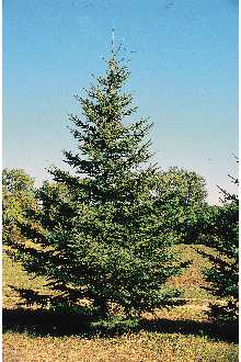 <i>Picea ×albertiana</i> S. Br. ssp. albertiana  var. porsildii (Raup) W.L. Strong & Hill