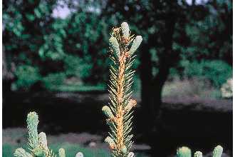 <i>Picea ×albertiana</i> S. Br. ssp. albertiana  var. densata (L.H. Bailey) W.L. Strong &