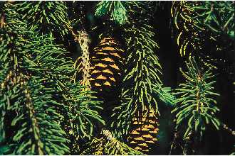<i>Picea glauca</i> (Moench) Voss var. porsildii Raup