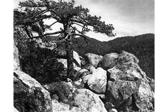 <i>Pinus ponderosa</i> Lawson & C. Lawson ssp. jeffreyi (Balf.) Engelm.