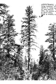 <i>Pinus ponderosa</i> Lawson & C. Lawson ssp. jeffreyi (Balf.) Engelm.