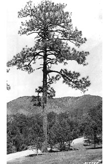 <i>Pinus apacheca</i> Lemmon