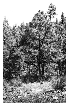 <i>Pinus apacheca</i> Lemmon