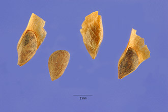 <i>Picea mariana</i> (Mill.) Britton, Sterns & Poggenb. var. mariana