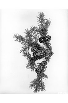 <i>Picea mariana</i> (Mill.) Britton, Sterns & Poggenb. var. mariana