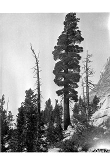 <i>Pinus strobus</i> L. var. monticola (Douglas ex D. Don) Nutt.