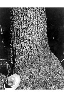 <i>Pinus strobus</i> L. var. monticola (Douglas ex D. Don) Nutt.