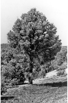 <i>Pinus monophylla</i> Torr. & Frém. var. monophylla