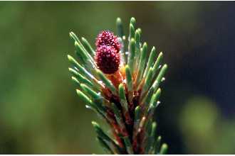 <i>Pinus mugo</i> Turra var. pumilio (Haenke) Zenari