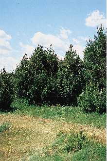 <i>Pinus mugo</i> Turra var. pumilio (Haenke) Zenari