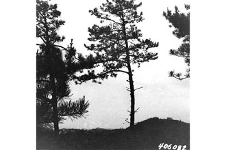 <i>Pinus muricata</i> D. Don var. remorata (H. Mason) Silba