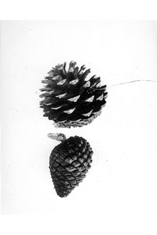 <i>Pinus remorata</i> H. Mason