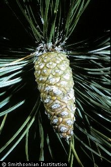 <i>Pinus nigra</i> Arnold ssp. laricio Maire