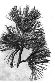 <i>Pinus nigra</i> Arnold var. caramanica (Loudon) Rehder