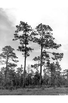<i>Pinus australis</i> Michx. f.