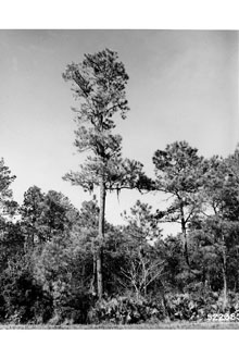 <i>Pinus australis</i> Michx. f.