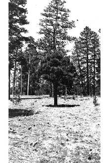 <i>Pinus ponderosa</i> Lawson & C. Lawson ssp. arizonica (Engelm.) A.E. Murray