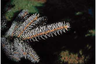 <i>Picea pungens</i> Engelm. var. glauca Regel