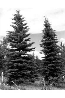 <i>Picea pungens</i> Engelm. f. argentea Beissn.