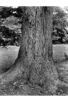 <i>Picea pungens</i> Engelm. var. glauca Regel