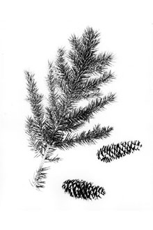 <i>Picea pungens</i> Engelm. f. argentea Beissn.