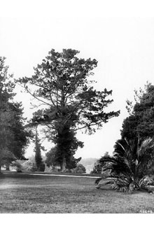 <i>Pinus radiata</i> D. Don var. binata auct. non (S. Watson) Lemmon