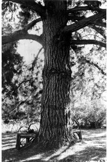 <i>Pinus radiata</i> D. Don var. binata auct. non (S. Watson) Lemmon
