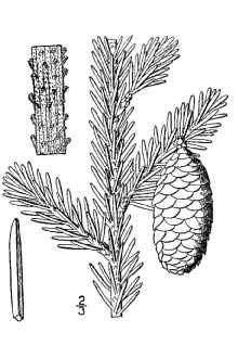 <i>Picea australis</i> Small