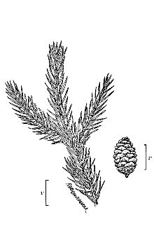 <i>Picea australis</i> Small