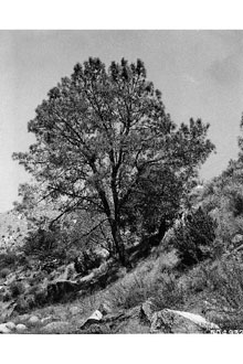 California Foothill Pine