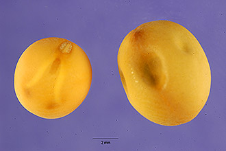 <i>Pisum sativum</i> L. var. humile Poir.