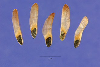 <i>Pinus rigida</i> Mill. ssp. serotina (Michx.) R.T. Clausen