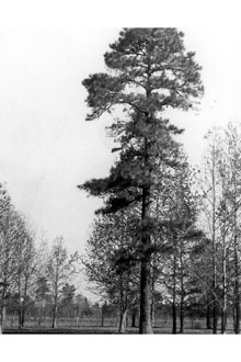 <i>Pinus rigida</i> Mill. ssp. serotina (Michx.) R.T. Clausen