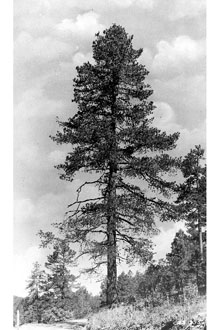 <i>Pinus flexilis</i> James var. reflexa Engelm.