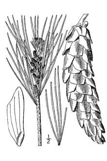 <i>Strobus strobus</i> (L.) Small, nom. inval.