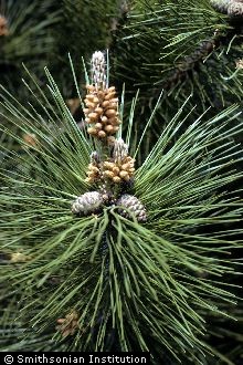 <i>Pinus thunbergiana</i> Franco