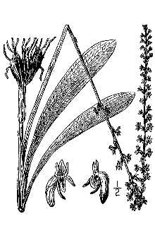 <i>Platanthera unalascensis</i> (Spreng.) Kurtz
