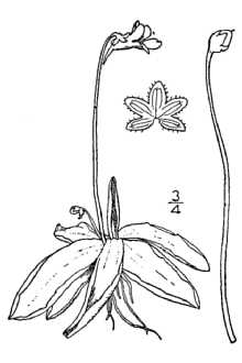 <i>Pinguicula vulgaris</i> L. var. americana A. Gray