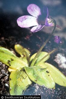 Common Butterwort