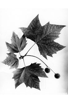 <i>Platanus orientalis</i> L. var. acerifolia Aiton