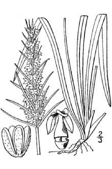<i>Plantago patagonica</i> Jacq. var. aristata (Michx.) A. Gray