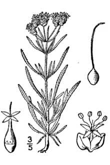 <i>Plantago psyllium</i> L., nom. utique rej.