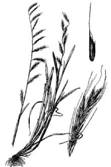 Annual Semaphoregrass