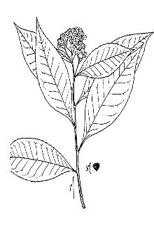 <i>Pluchea petiolata</i> Cass.