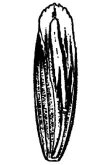 <i>Lophochlaena californica</i> Nees var. davyi (L.D. Benson) Á. Löve & D. Löve